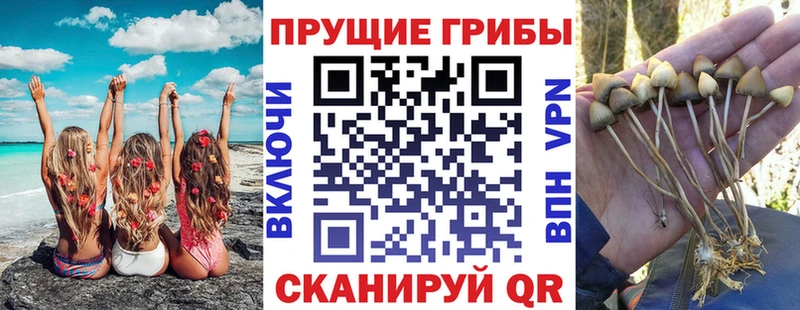 Купить где Баймак Псилоцибиновые грибы мицелий